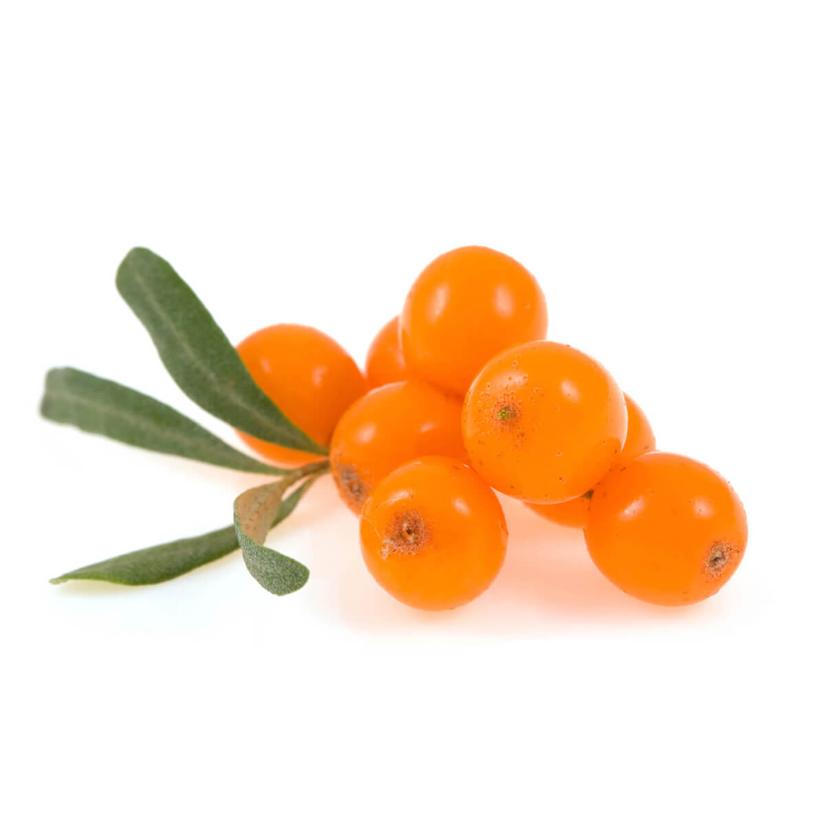 Sea buckthorn перевод. Sea Buckthorn. Sea Buckthorn (Hippophae SPP.). Облепиха на белом фоне. Ягоды облепихи.